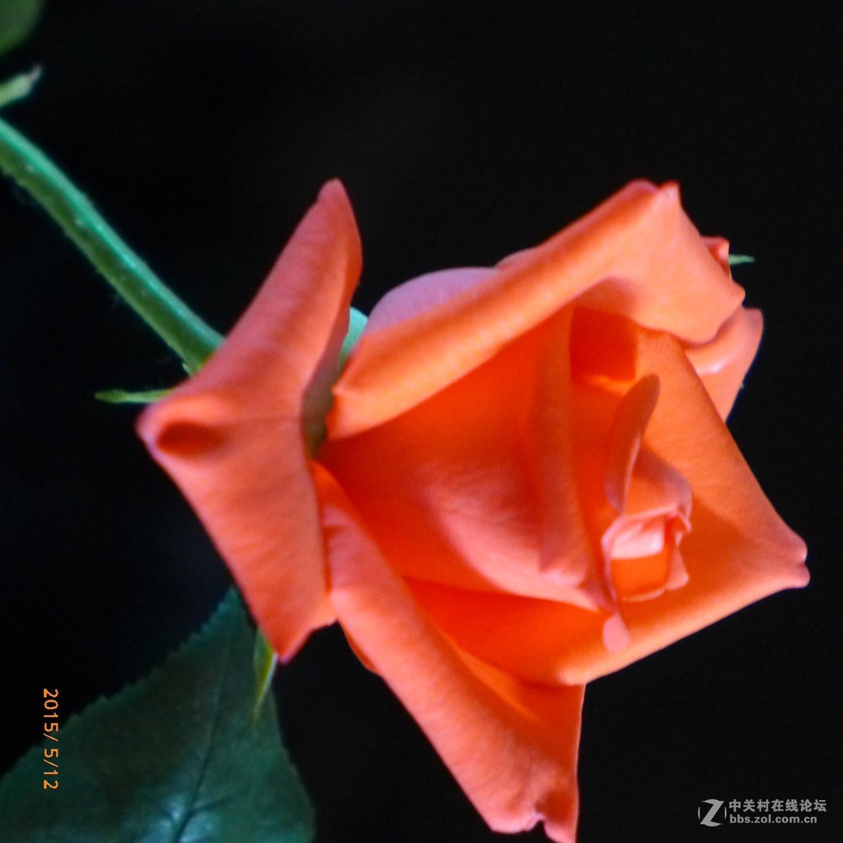 月季花（同一时间拍了同一朵花，但效果不同，请老师们指教一下）