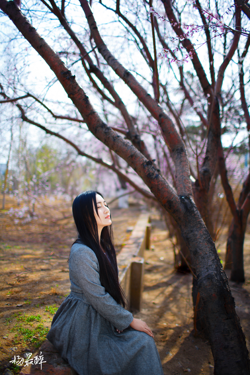 紫珏花——杨最醉