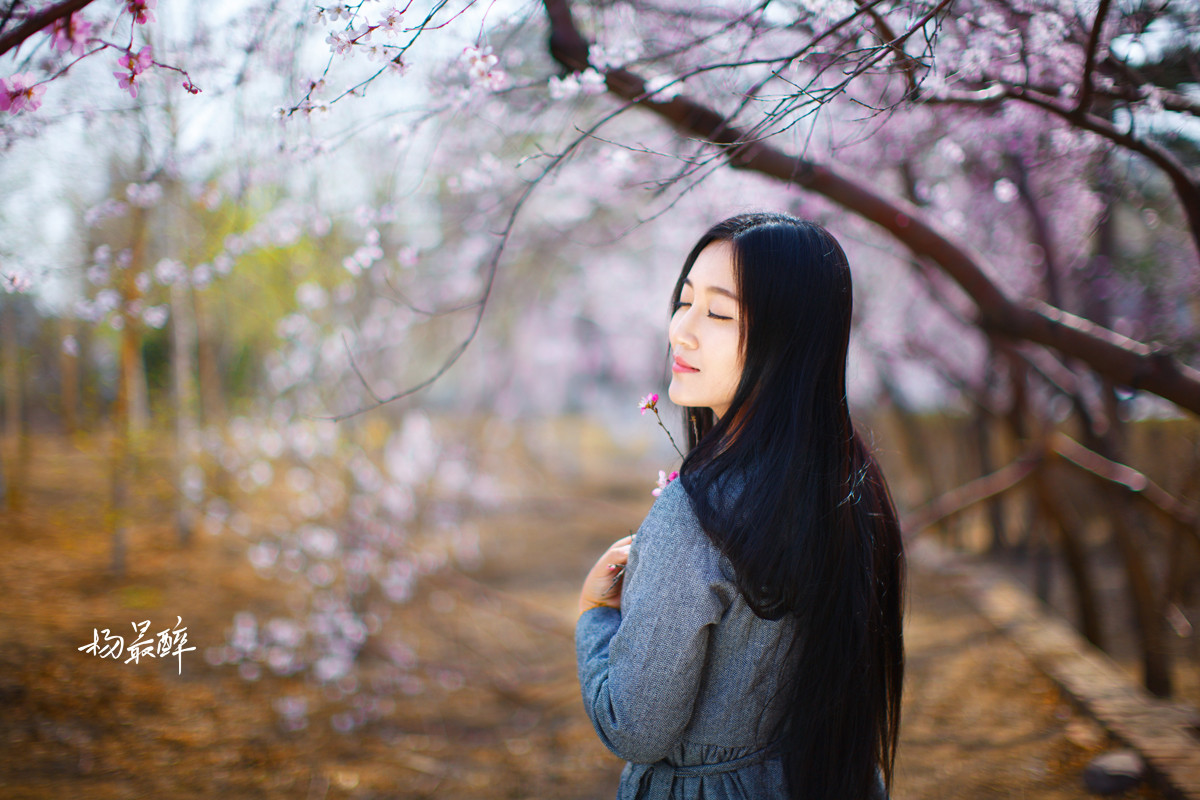 紫珏花——杨最醉