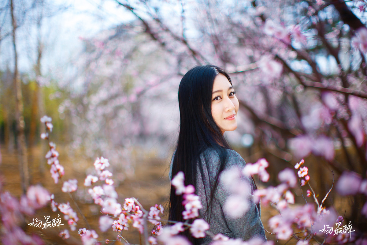 紫珏花——杨最醉