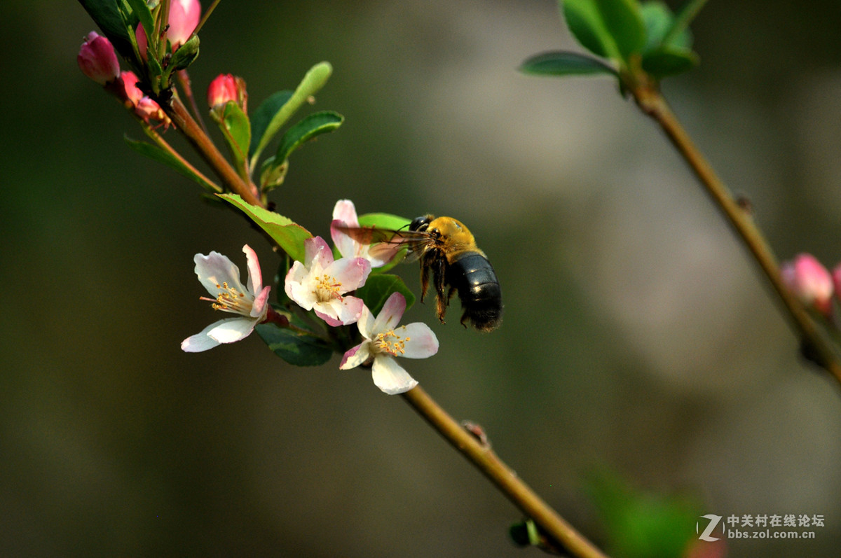 #我的清明# 清明，垂丝海棠闹春潮