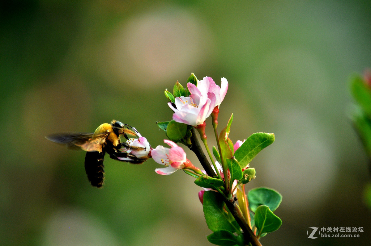 #我的清明# 清明，垂丝海棠闹春潮