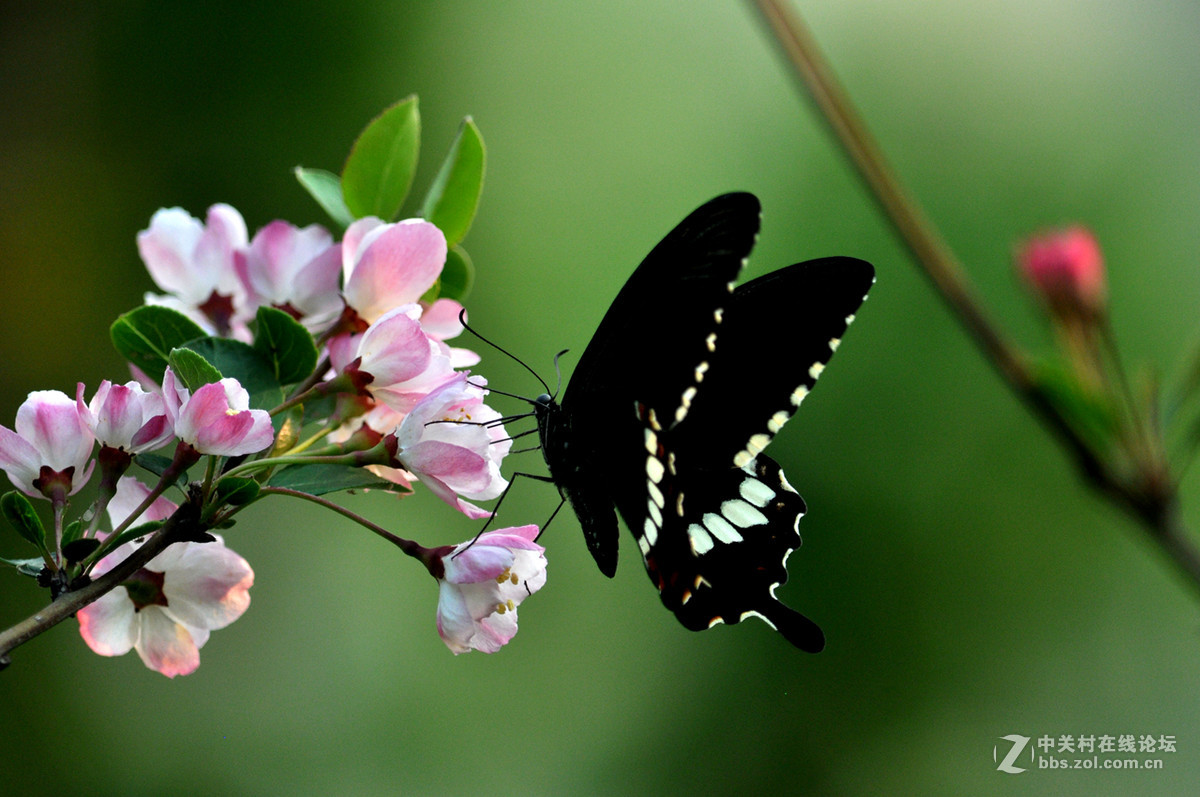 #我的清明# 清明，垂丝海棠闹春潮