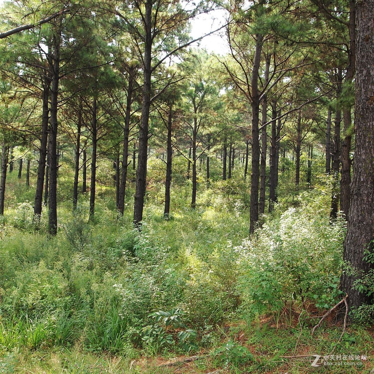 醉美铜山湖--媒体报道发现“水怪”的地方