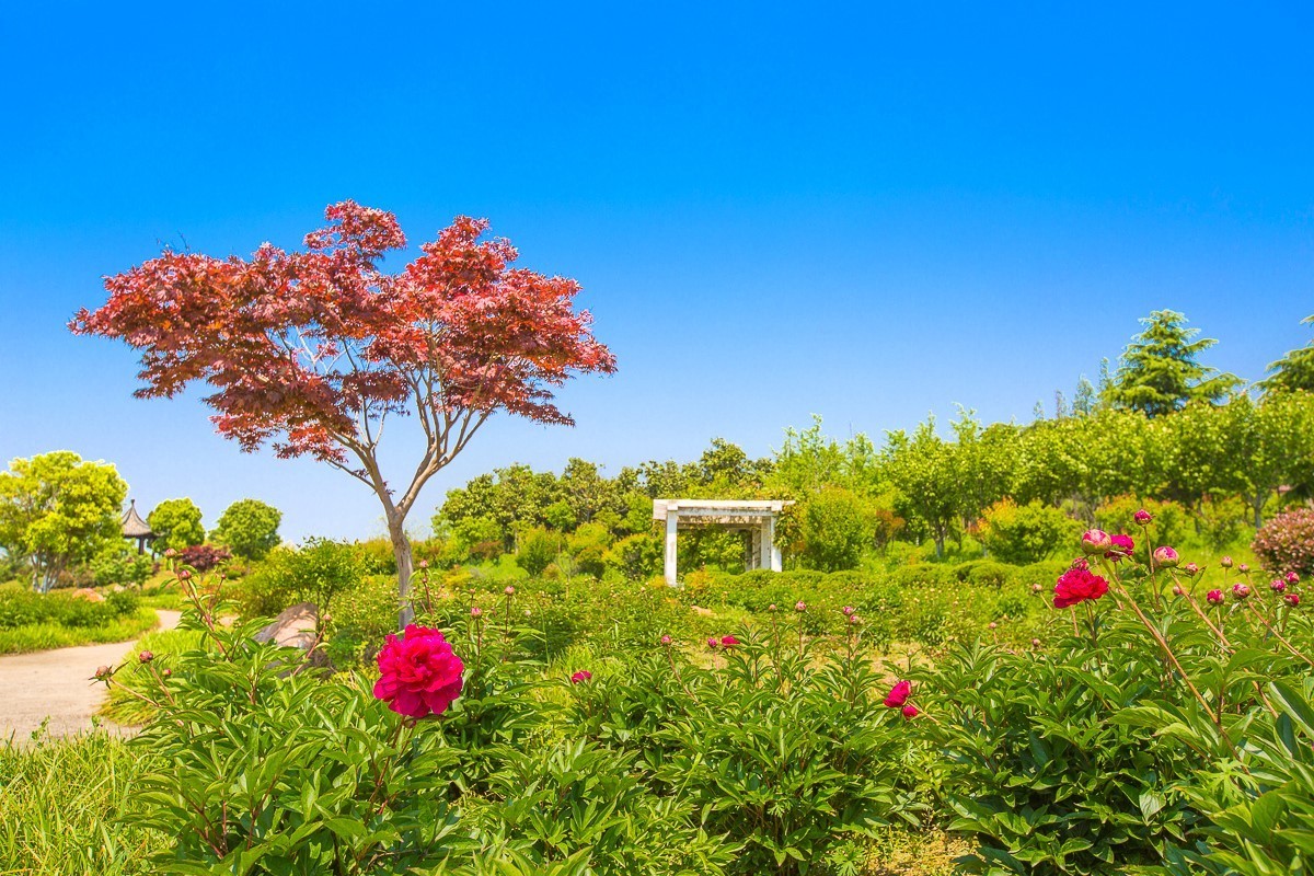 20200504揚州芍藥園紅楓