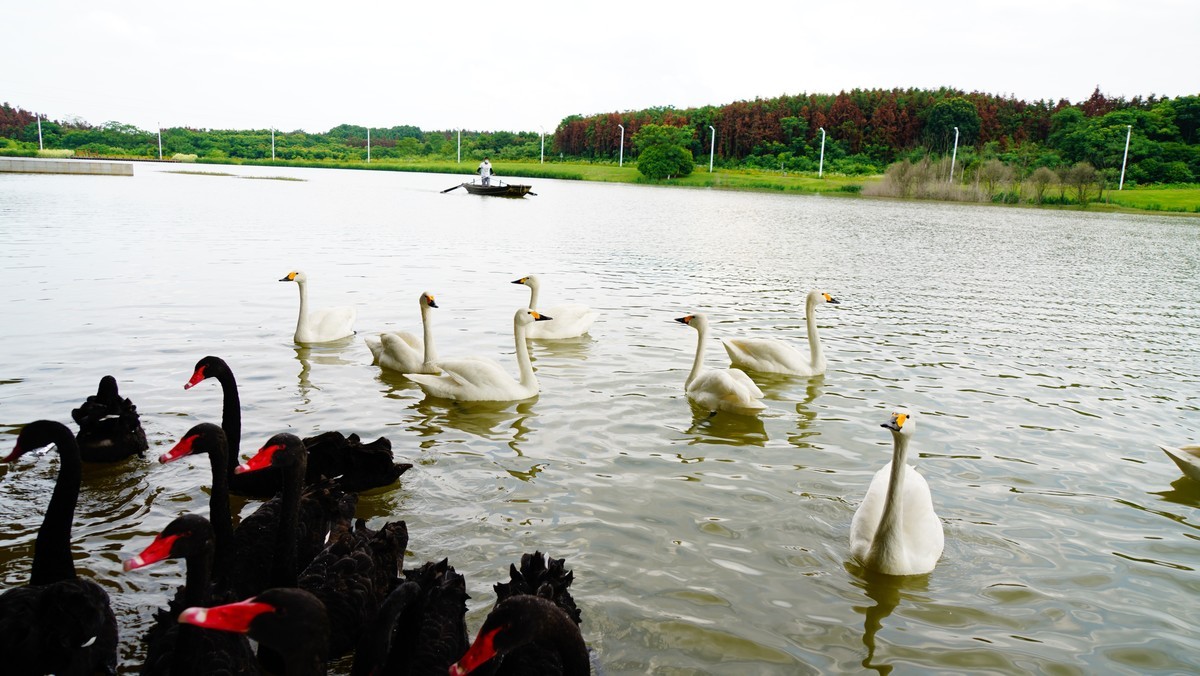 咸宁仙鹤湖湿地看天鹅