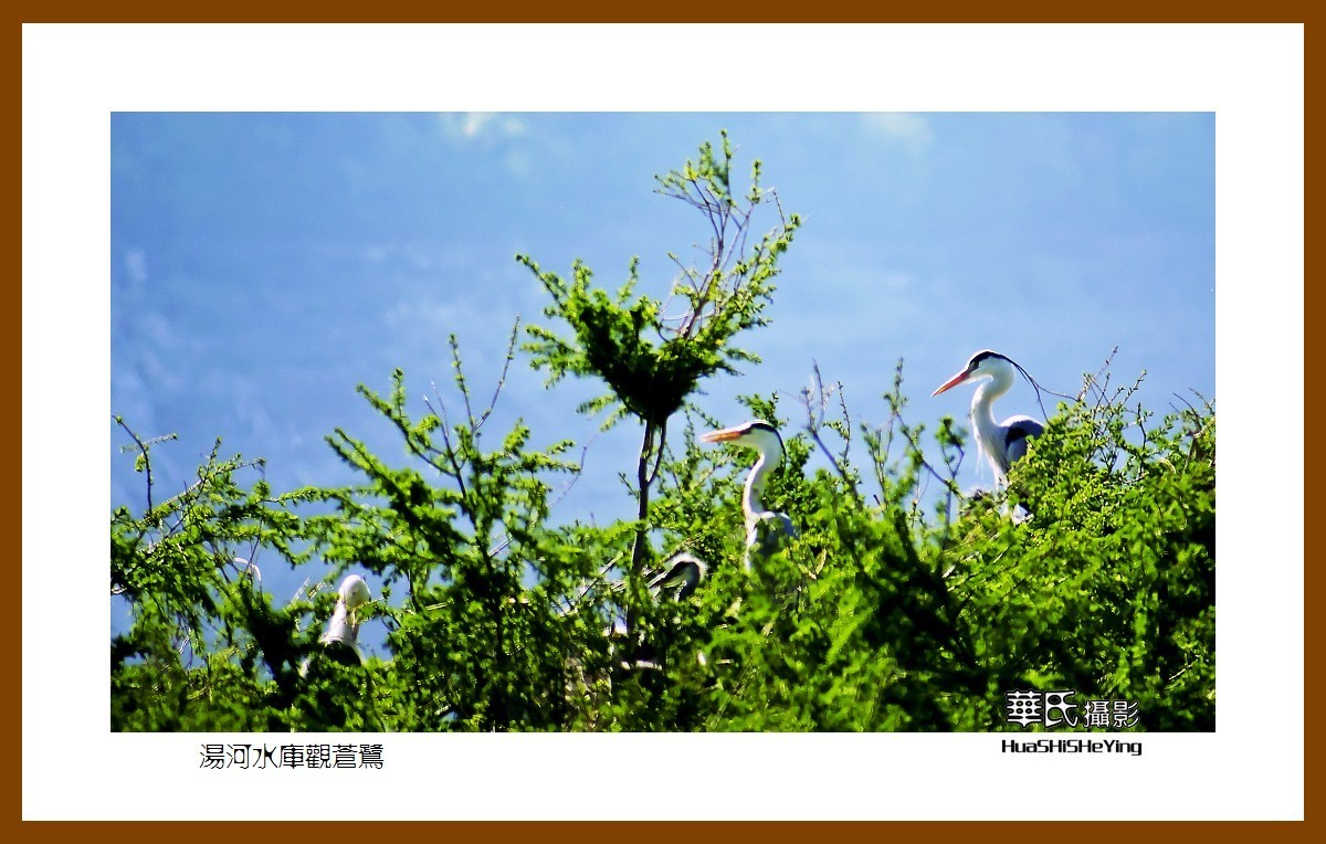 美色辽宁——汤河水库观苍鹭之一（辽阳市弓长岭区瓦子沟村）