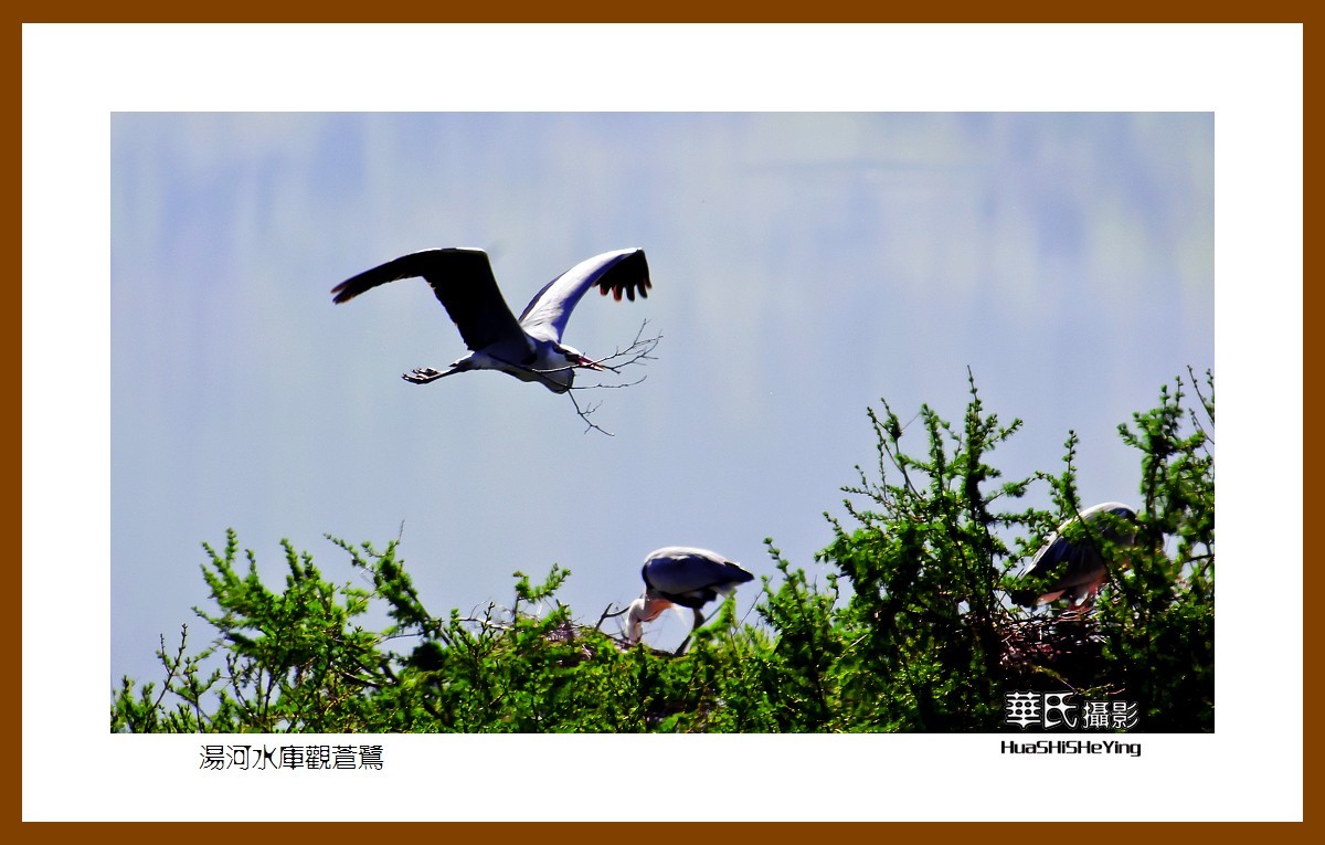 美色辽宁——汤河水库观苍鹭之一（辽阳市弓长岭区瓦子沟村）
