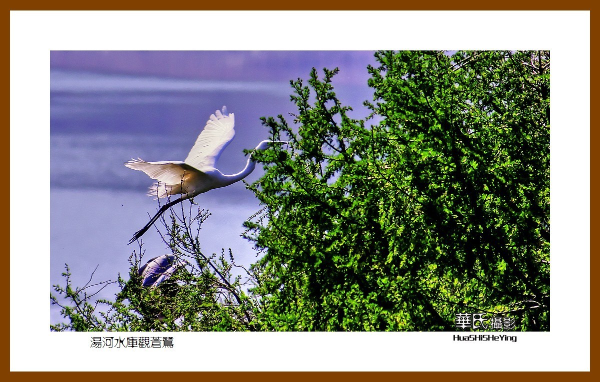 美色辽宁——汤河水库观苍鹭之一（辽阳市弓长岭区瓦子沟村）