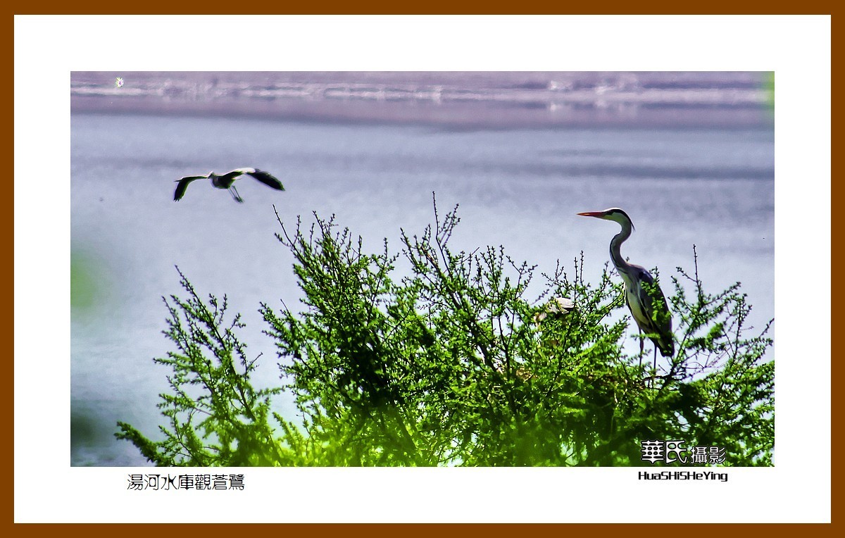 美色辽宁——汤河水库观苍鹭之一（辽阳市弓长岭区瓦子沟村）