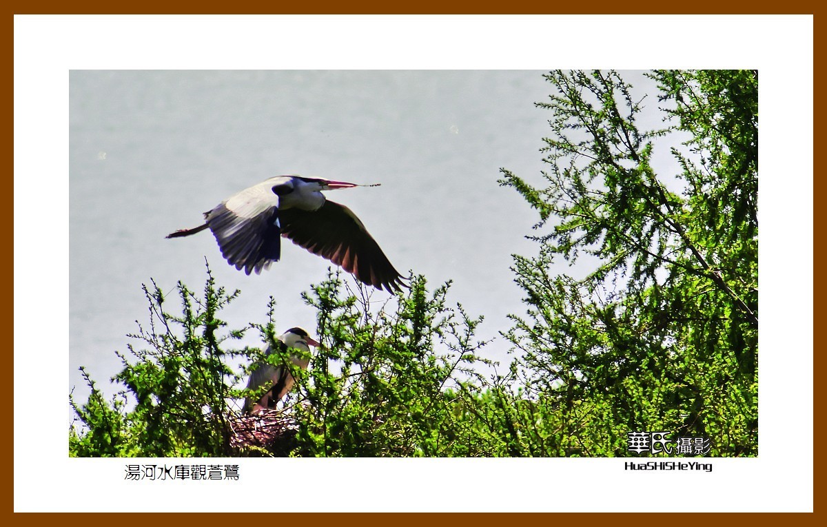 美色辽宁——汤河水库观苍鹭之一（辽阳市弓长岭区瓦子沟村）