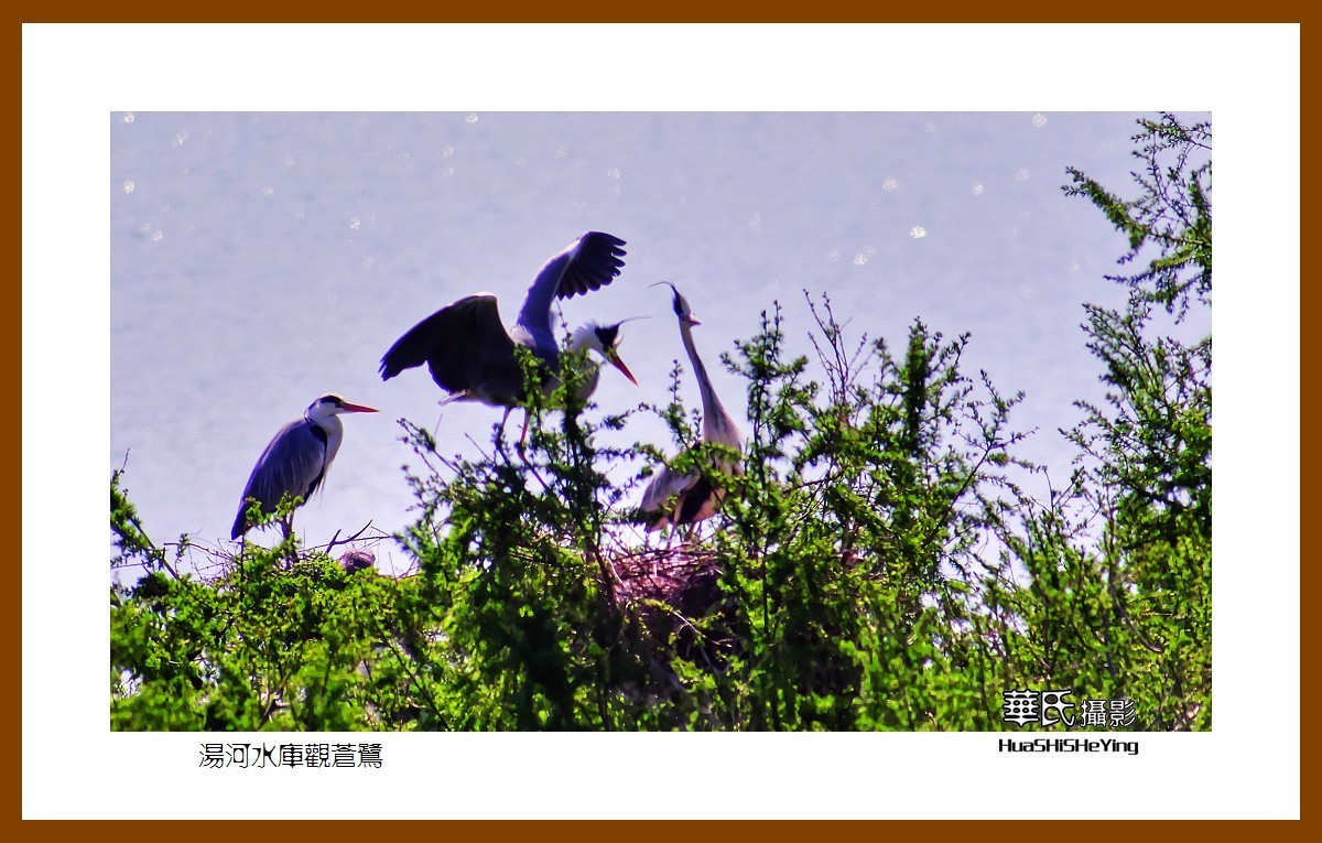 美色辽宁——汤河水库观苍鹭之一（辽阳市弓长岭区瓦子沟村）