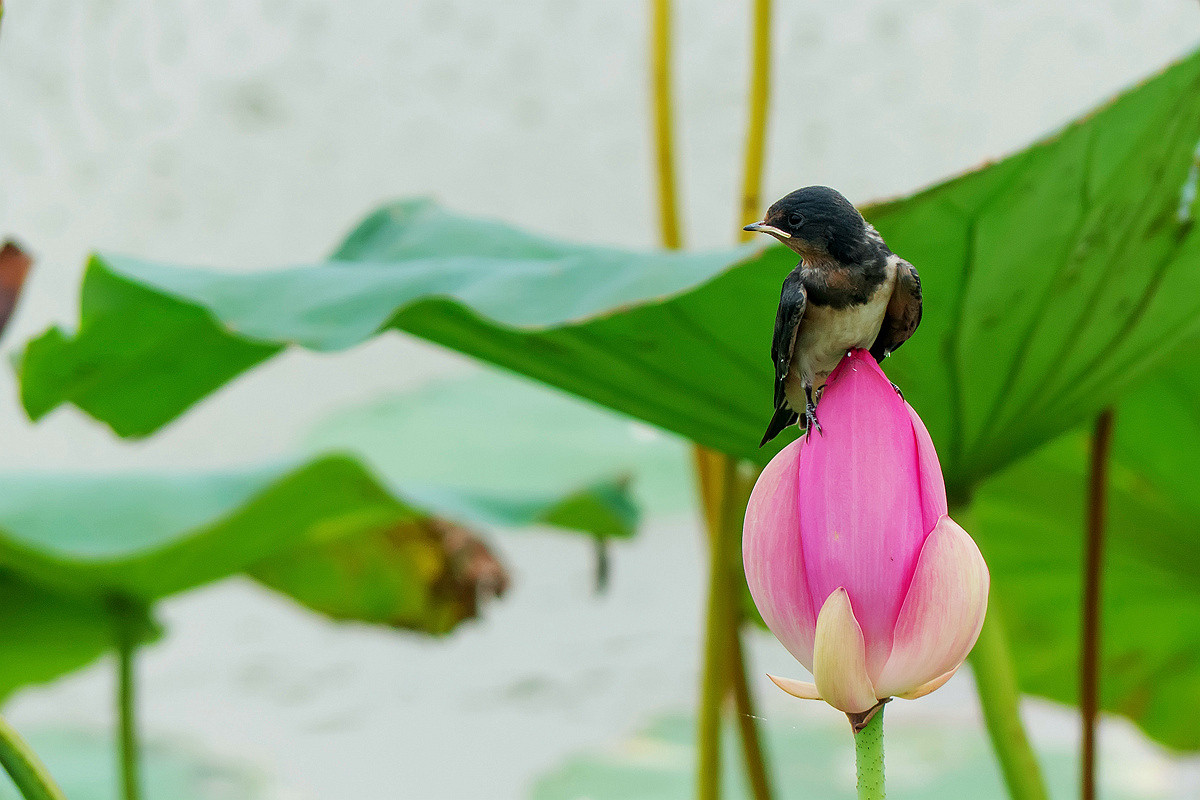 荷塘边的小燕子