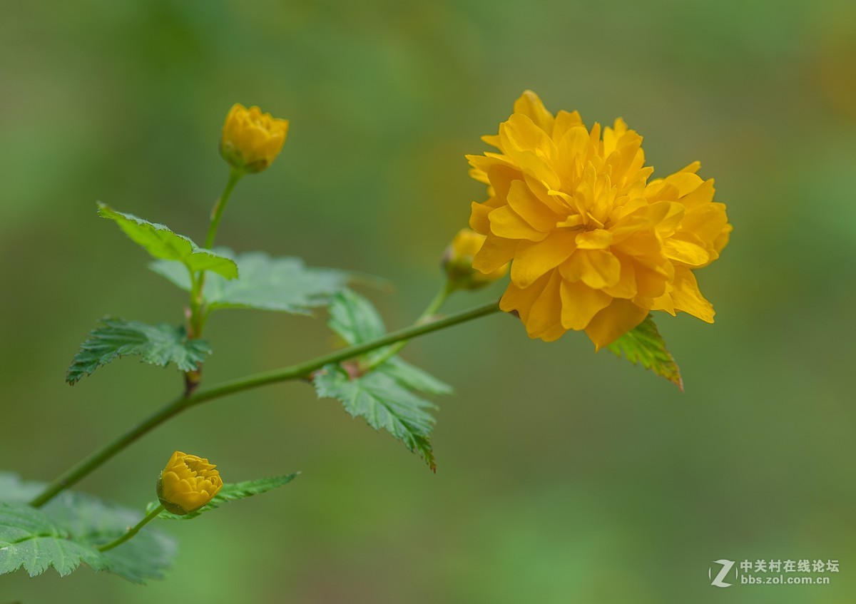 春天的花