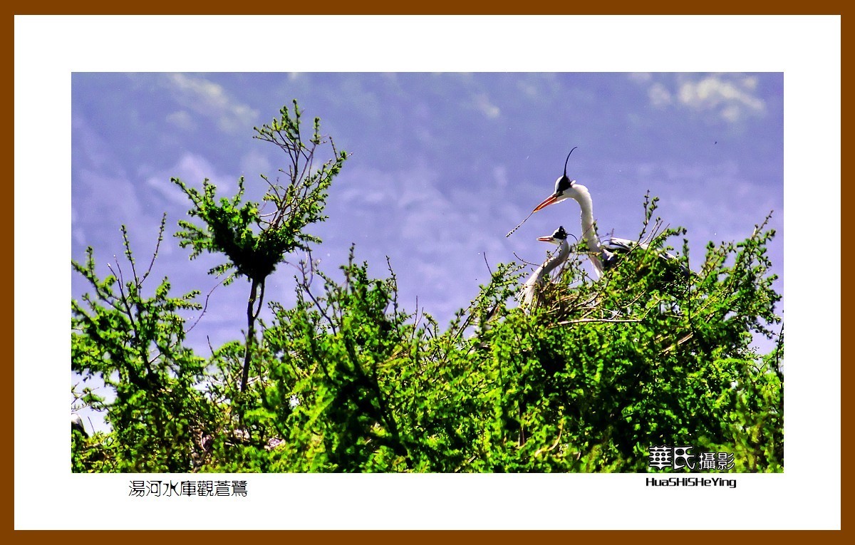 美色辽宁——汤河水库观苍鹭之一（辽阳市弓长岭区瓦子沟村）