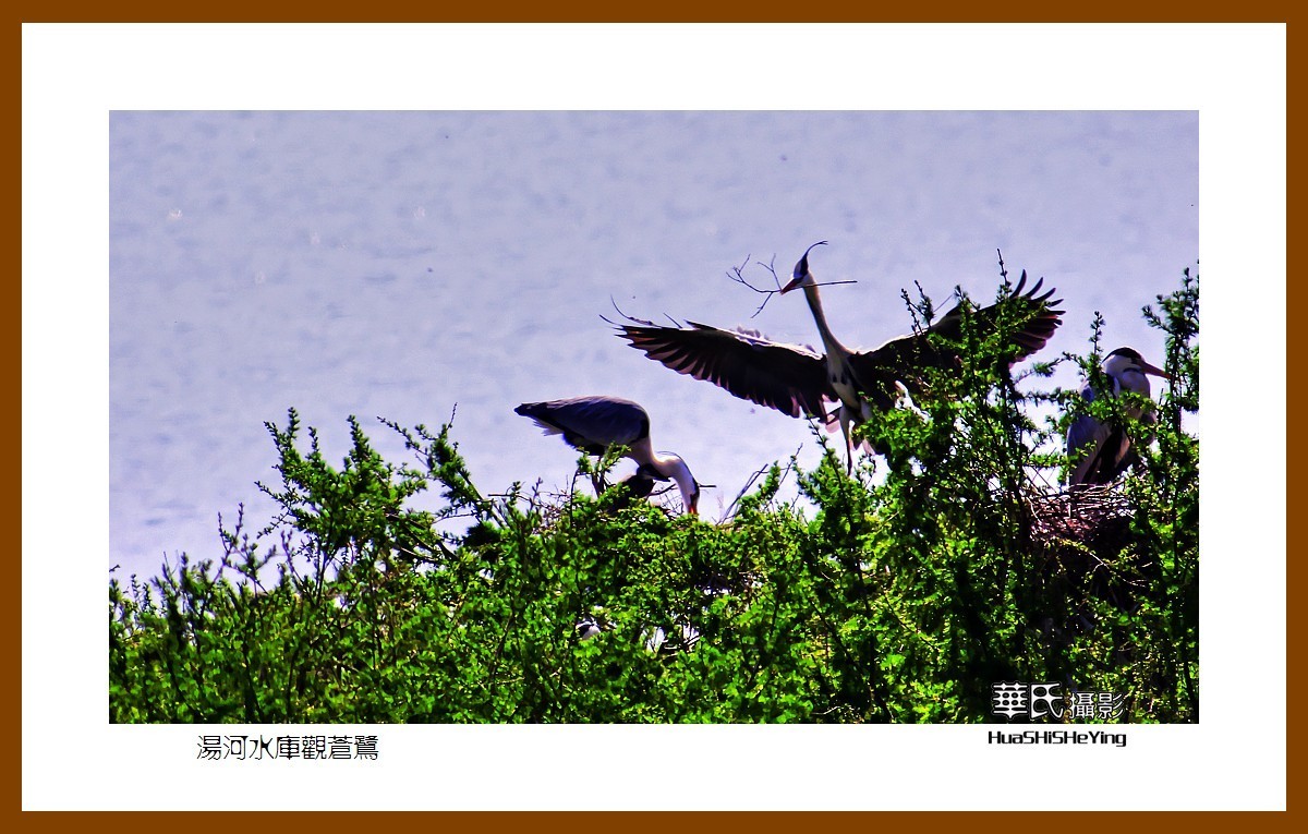 美色辽宁——汤河水库观苍鹭之一（辽阳市弓长岭区瓦子沟村）