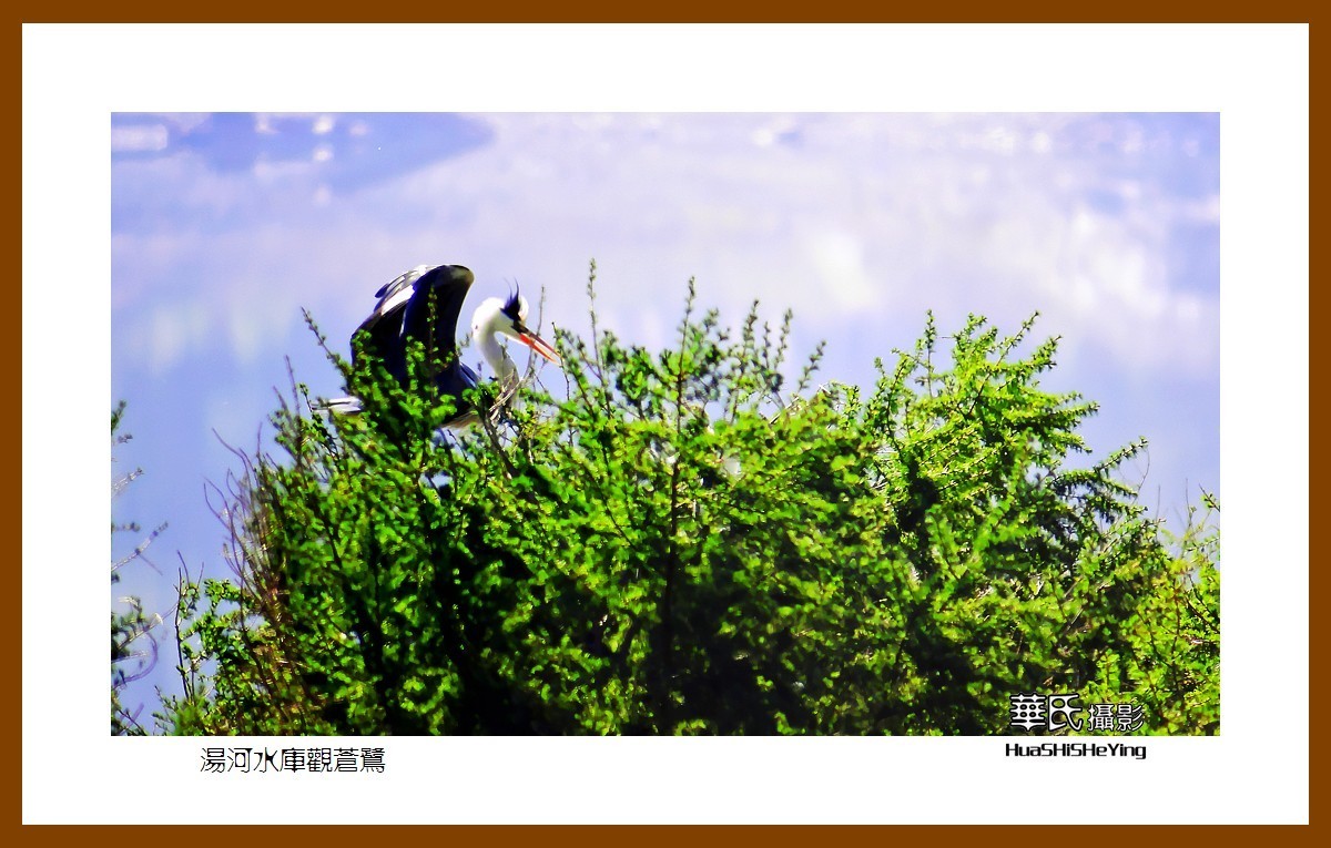 美色辽宁——汤河水库观苍鹭之一（辽阳市弓长岭区瓦子沟村）