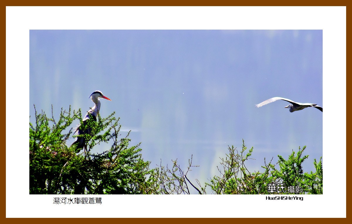 美色辽宁——汤河水库观苍鹭之一（辽阳市弓长岭区瓦子沟村）