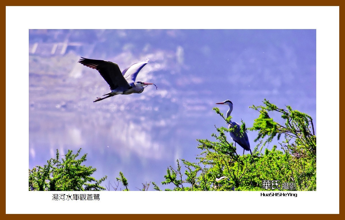 美色辽宁——汤河水库观苍鹭之一（辽阳市弓长岭区瓦子沟村）