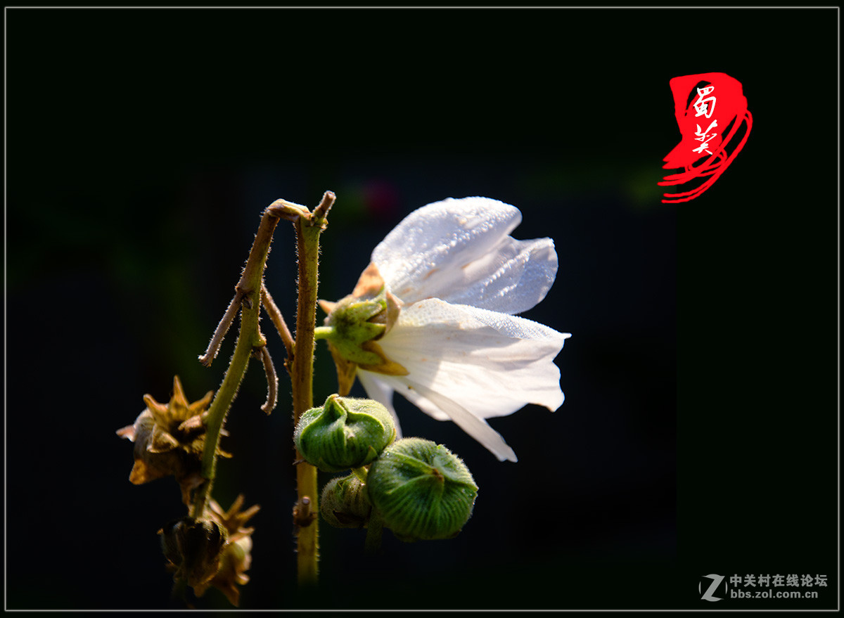 蜀葵5片