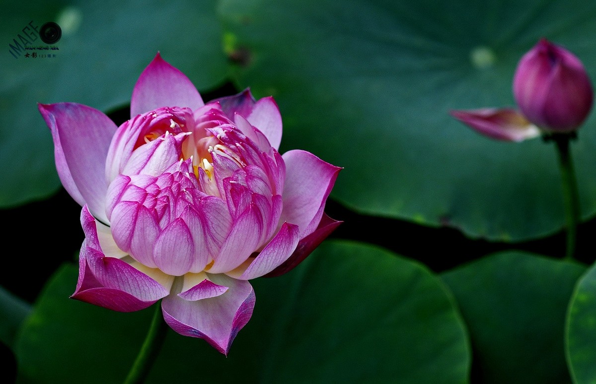 第27届连花旅游文化节花中君子荷花