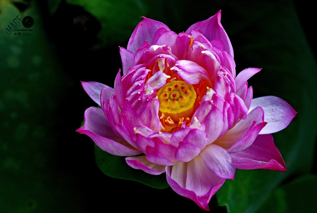 第27届连花旅游文化节花中君子荷花