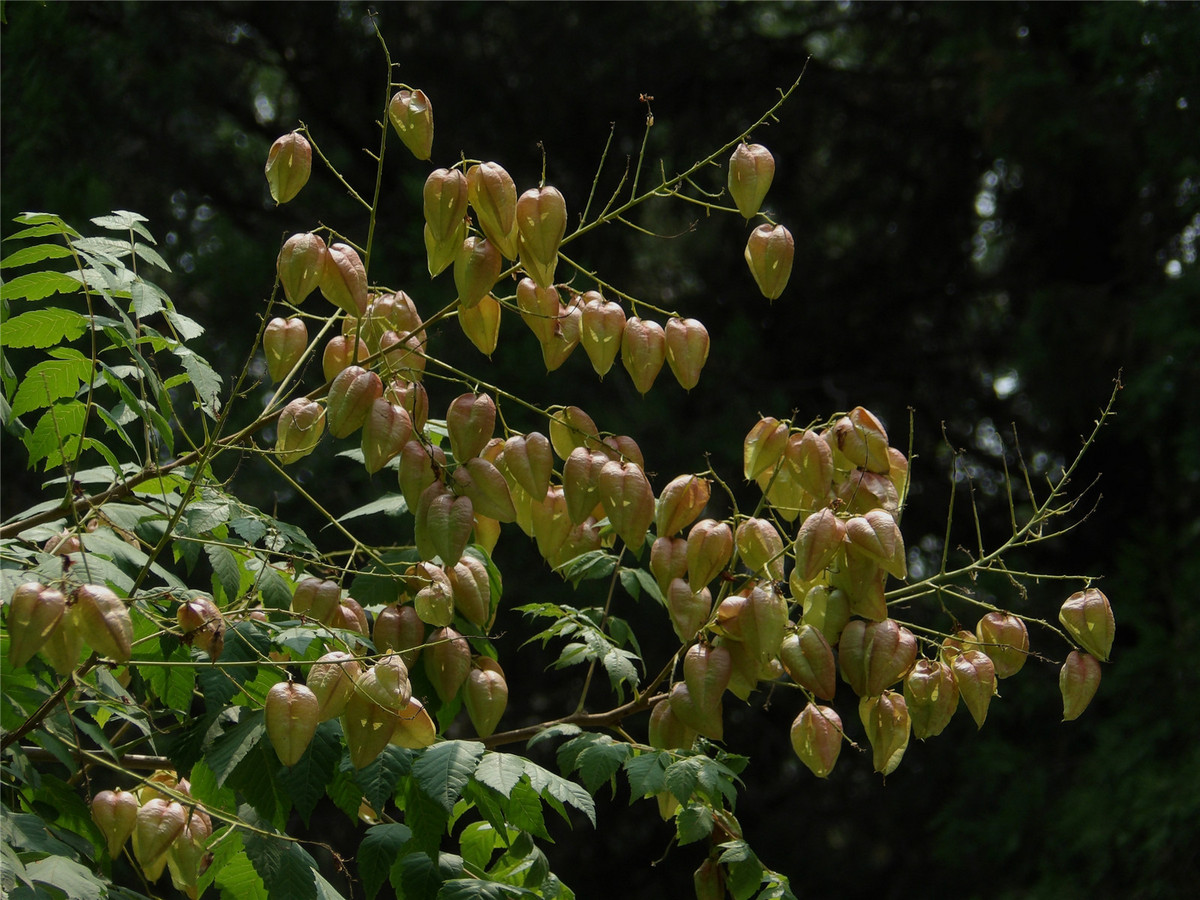 复羽叶栾树的果小铃铛