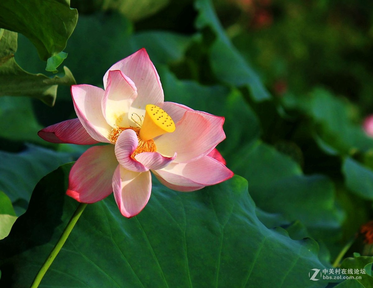 荷叶荷花莲蓬藕