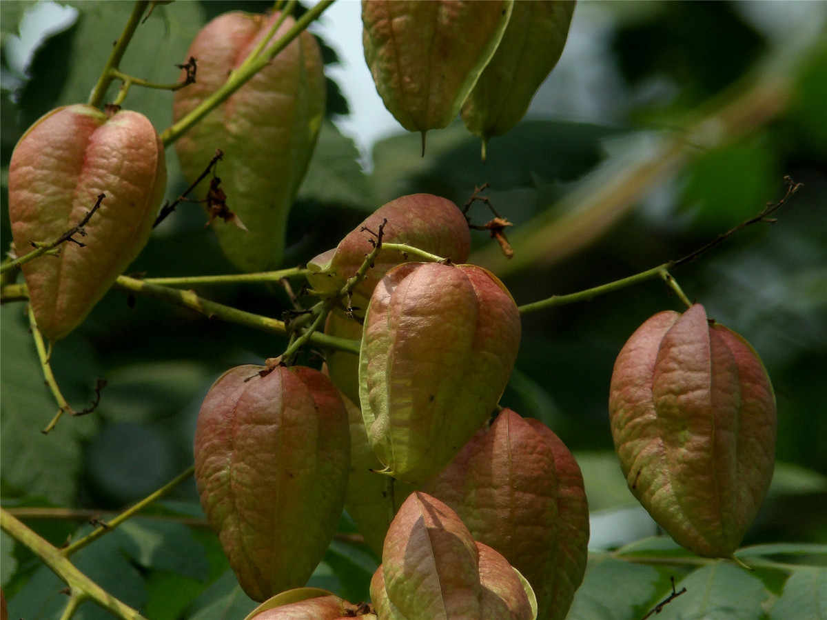 复羽叶栾树的果小铃铛