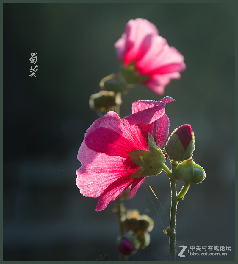 蜀葵5片