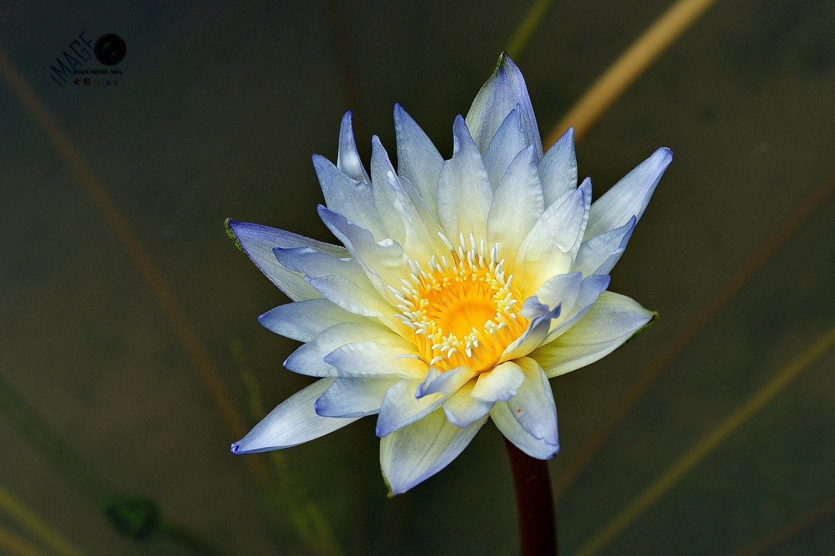 第27届连花旅游文化节花中君子荷花