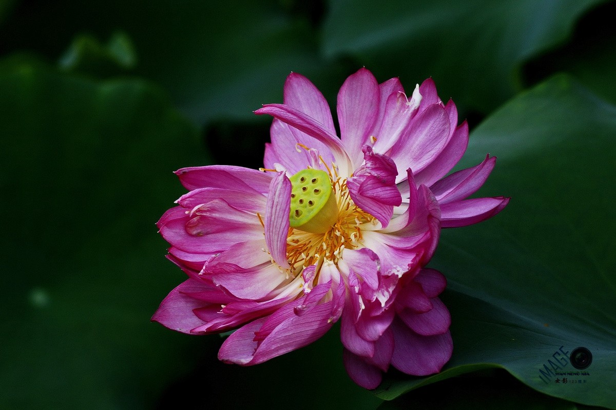 第27届连花旅游文化节花中君子荷花