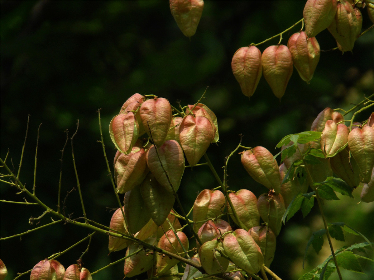 复羽叶栾树的果小铃铛