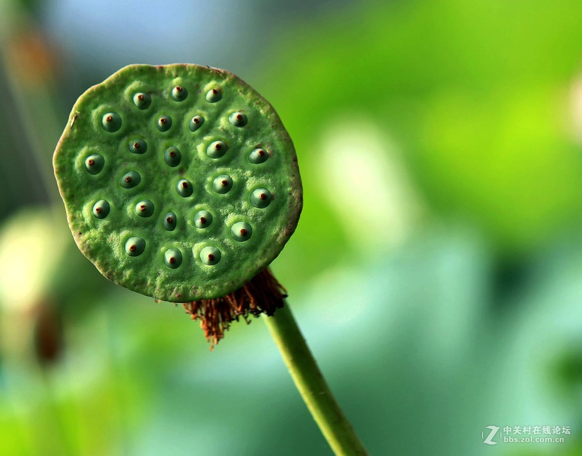 荷叶荷花莲蓬藕