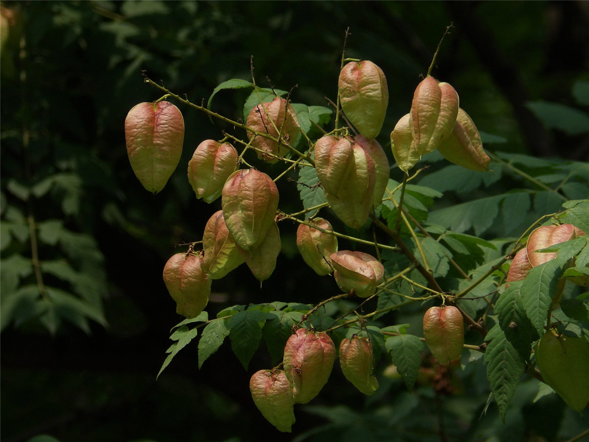 复羽叶栾树的果小铃铛