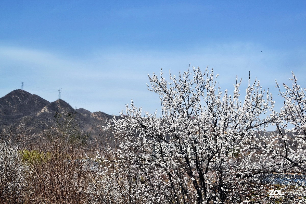 五峰山下春意浓！
