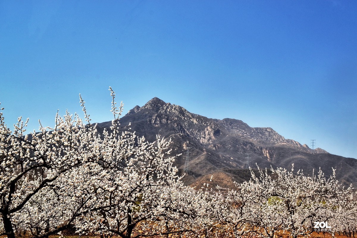五峰山下春意浓！