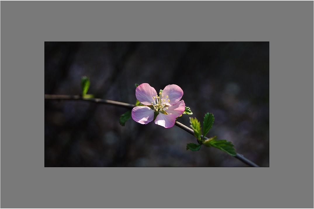 梅花香（D50）