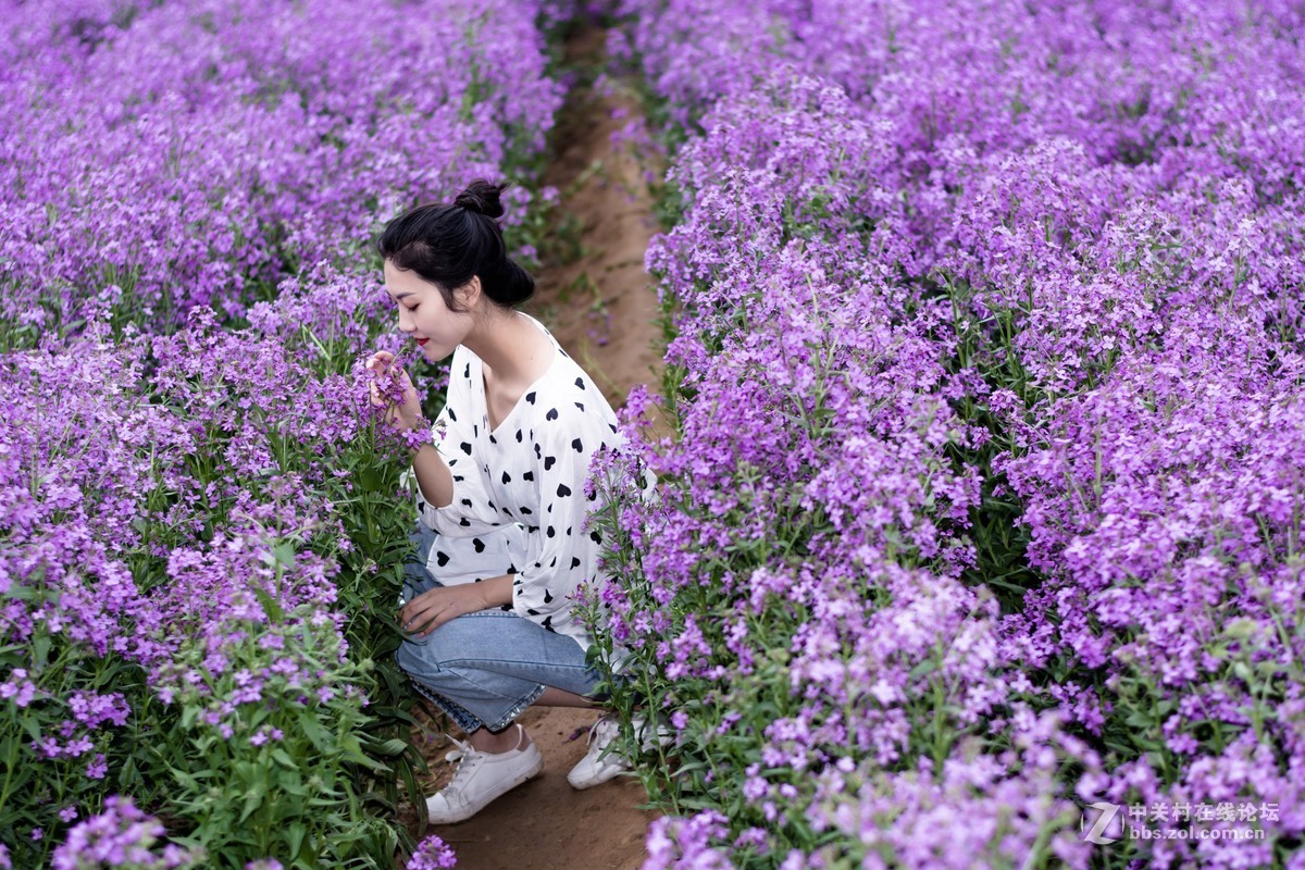 遇見藍香芥