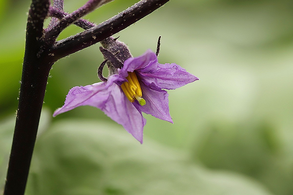 紫色茄子花