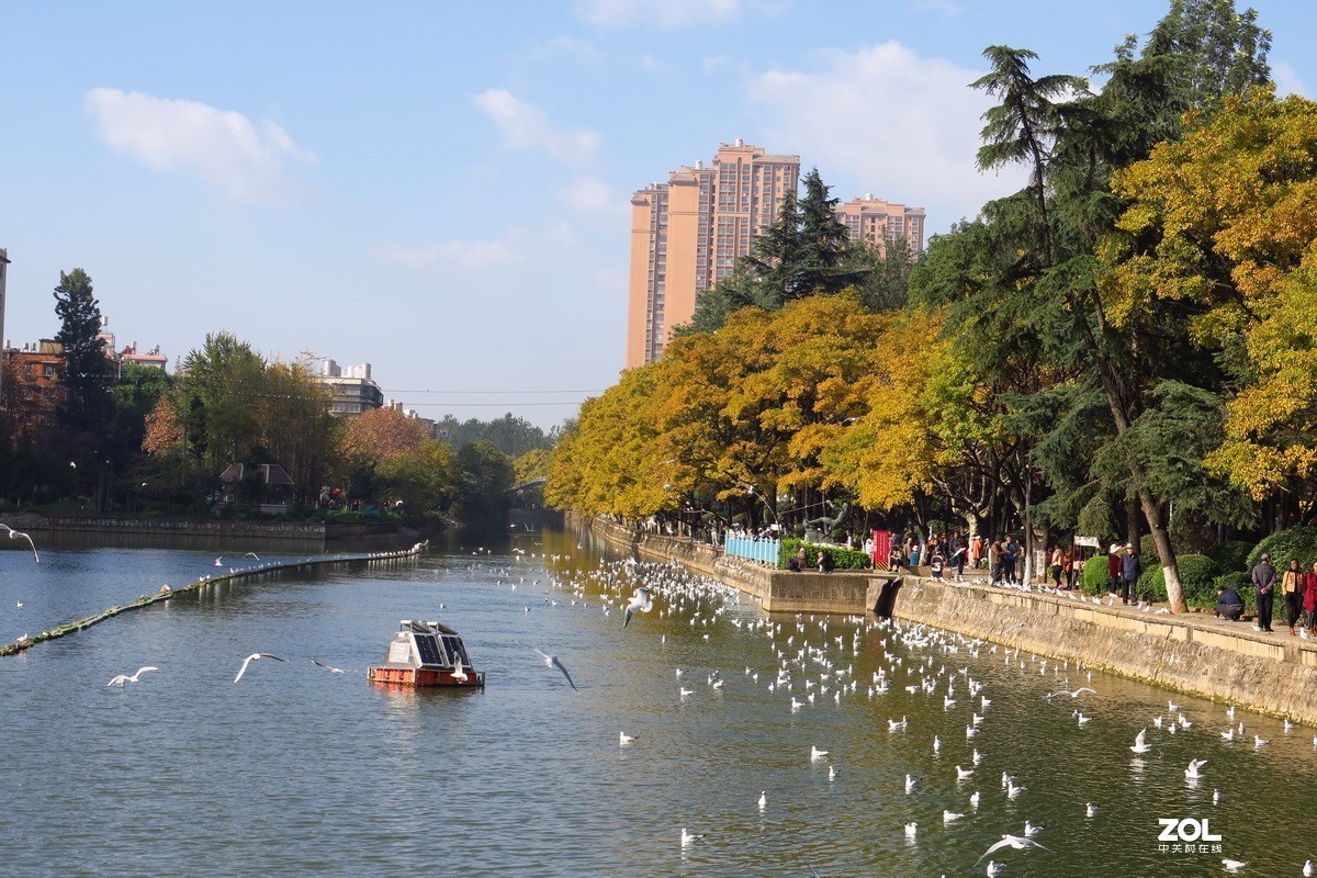 红嘴鸥飞临大观河