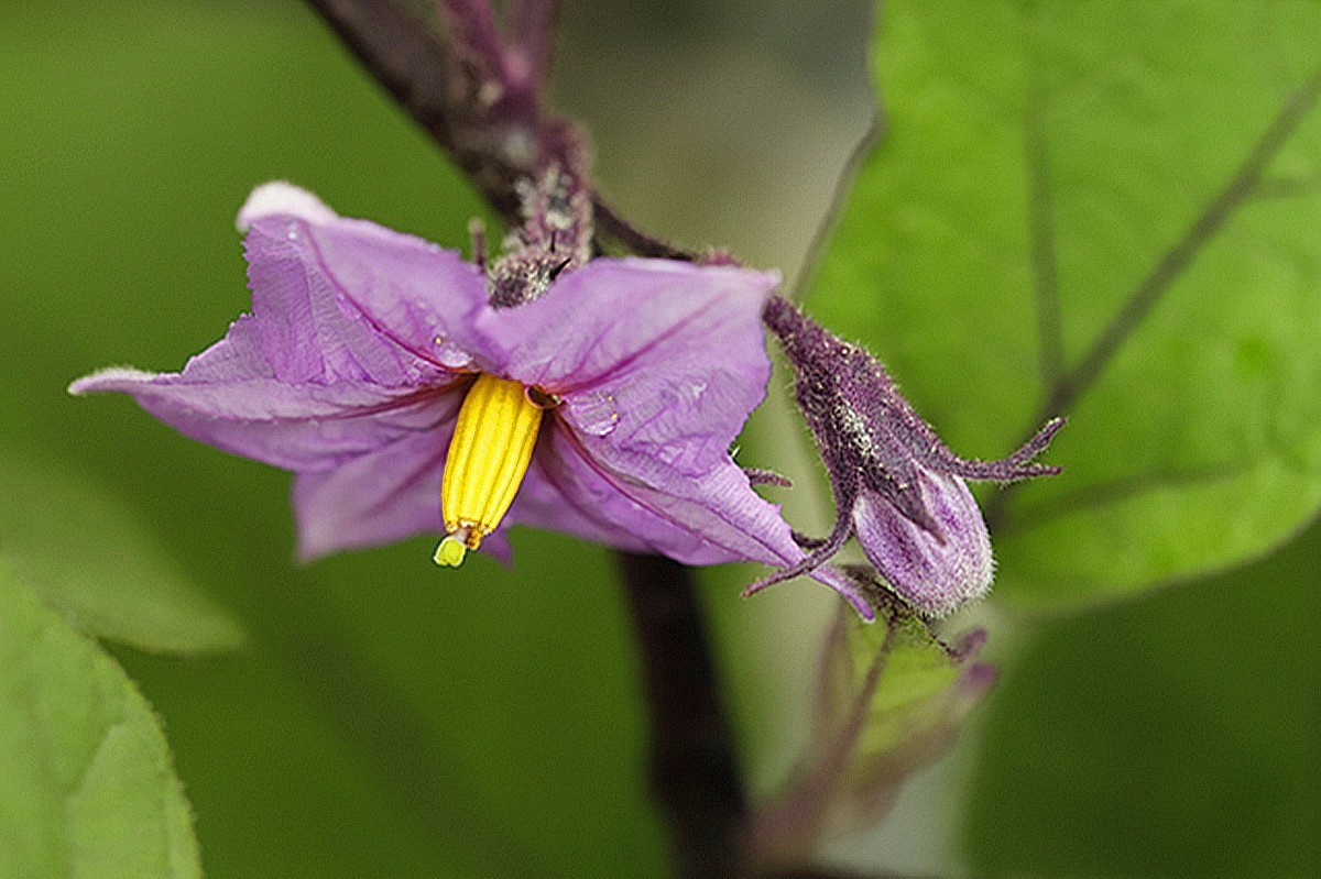紫色茄子花