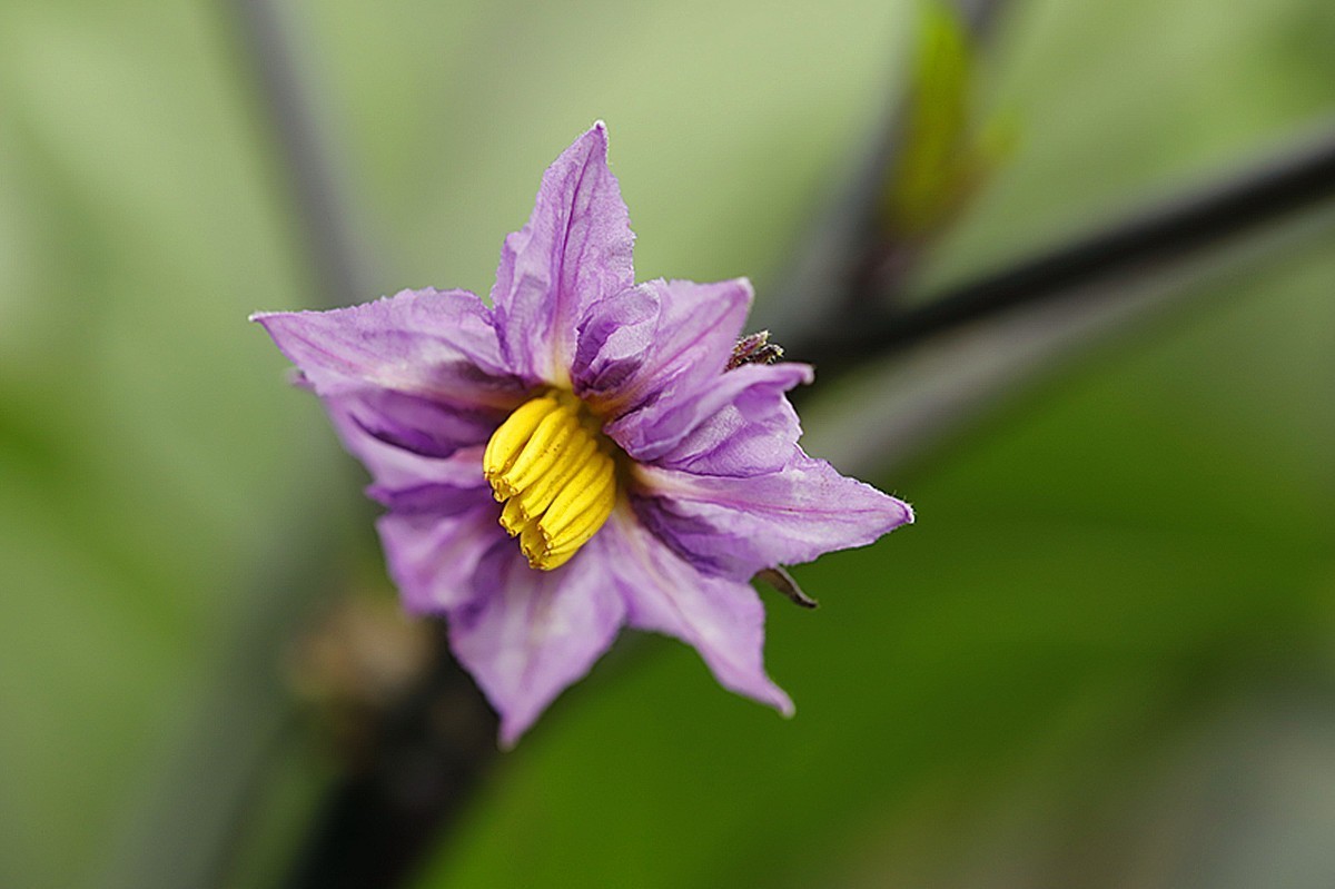 紫色茄子花
