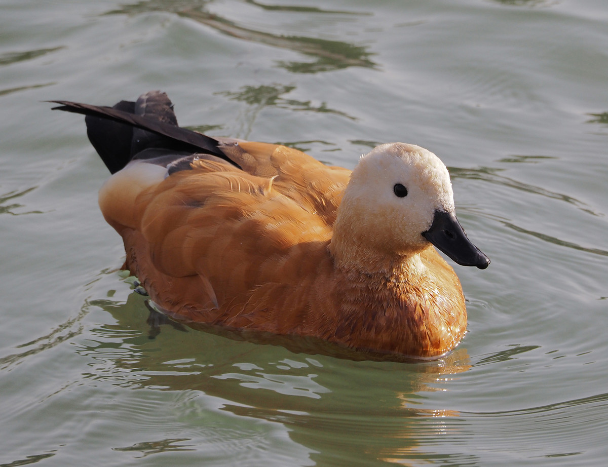 野鸭系列5白头黑尾野鸭