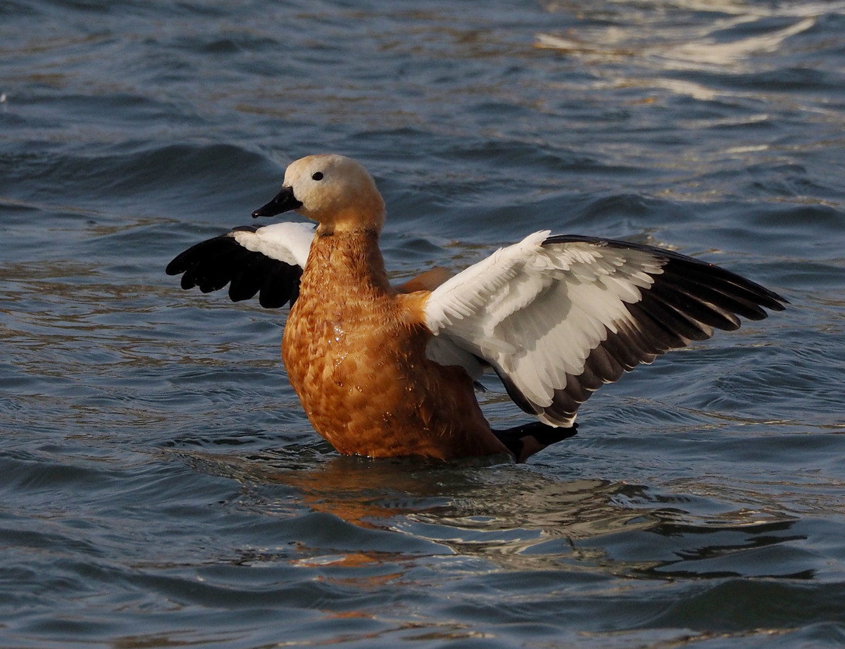 野鸭系列5白头黑尾野鸭