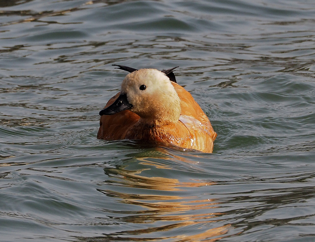 野鸭系列5白头黑尾野鸭