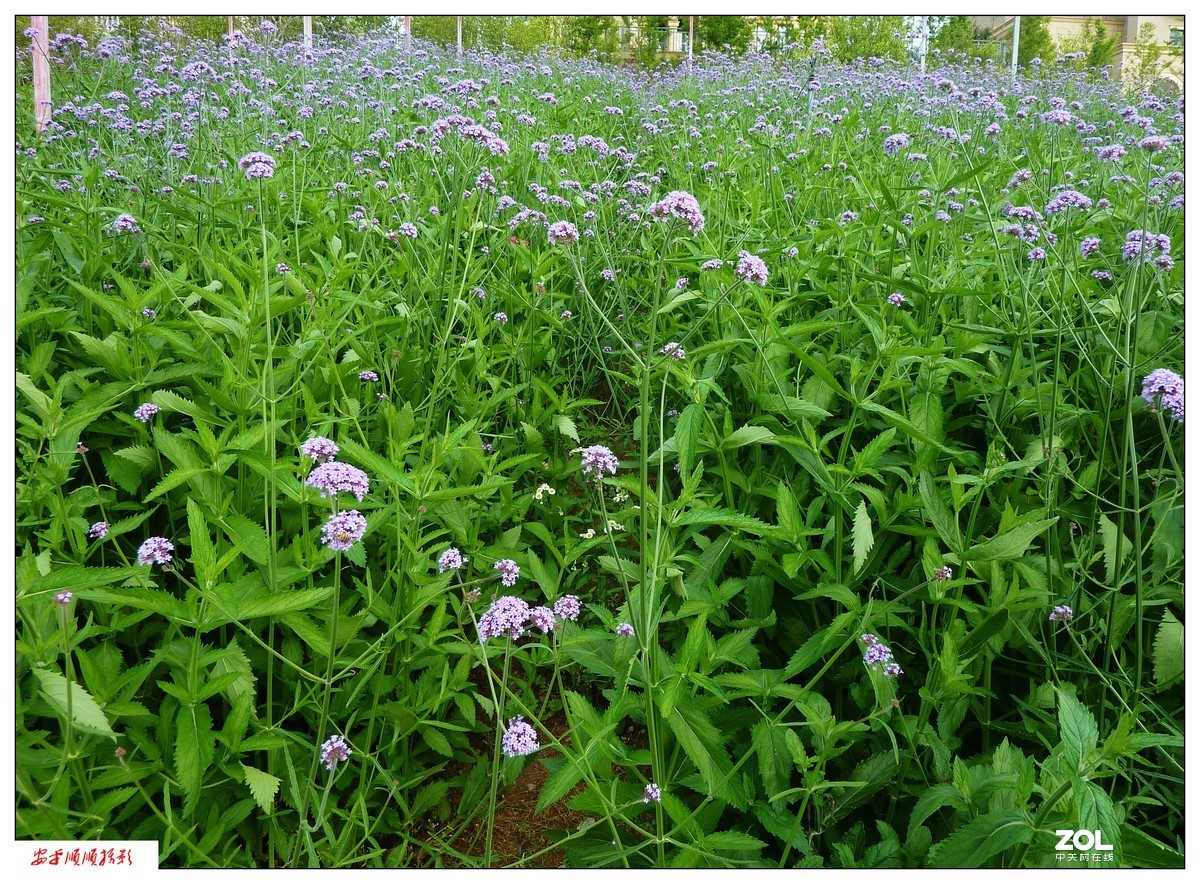 家乡的风景------福建南平延平祥生艺境花园(下)