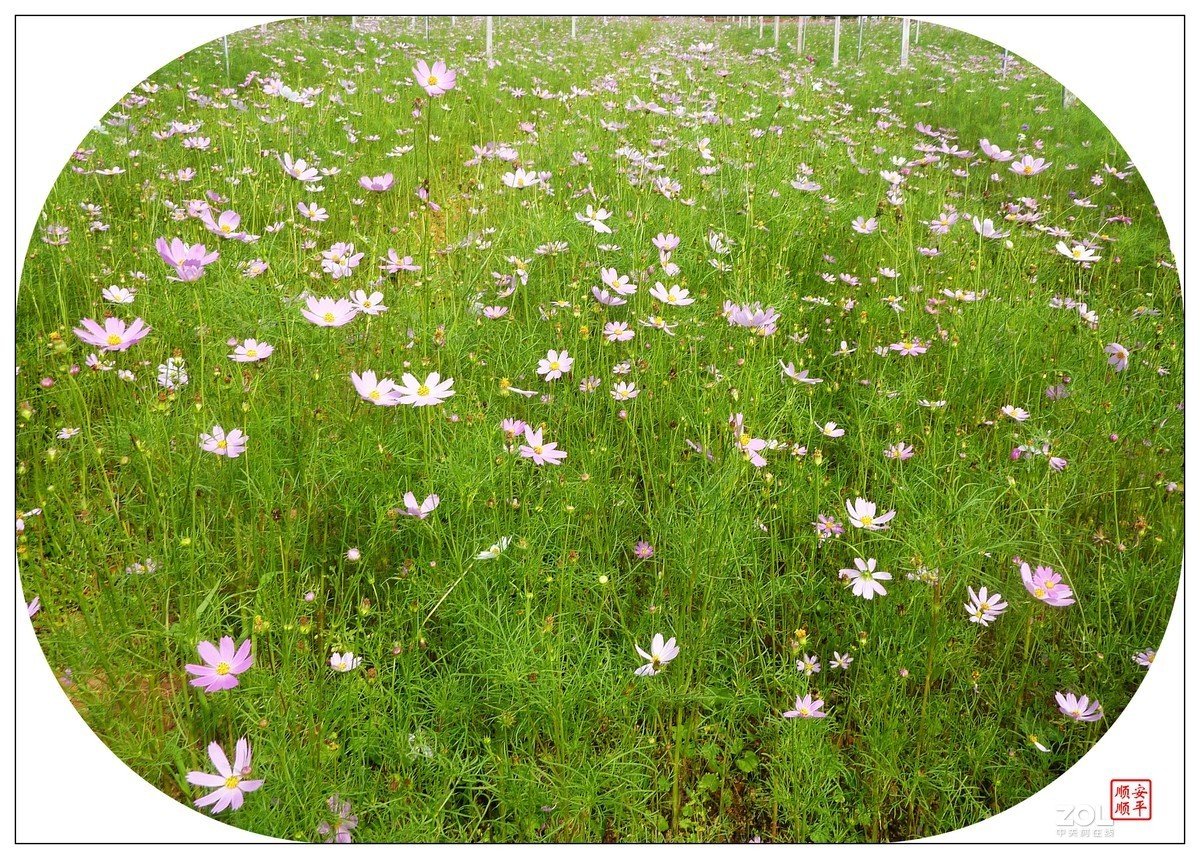 家乡的风景------福建南平延平祥生艺境花园(下)