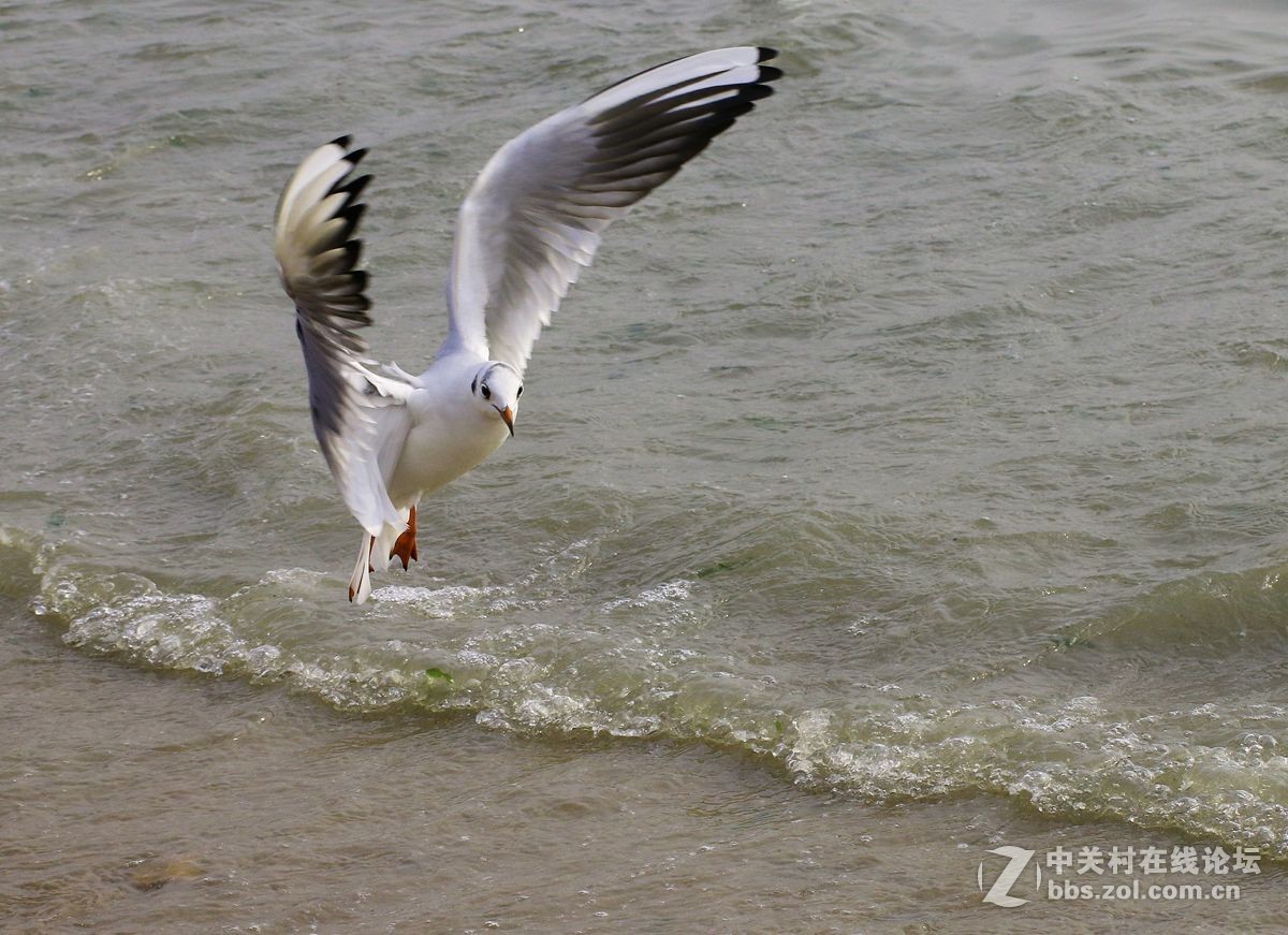灵性海鸥