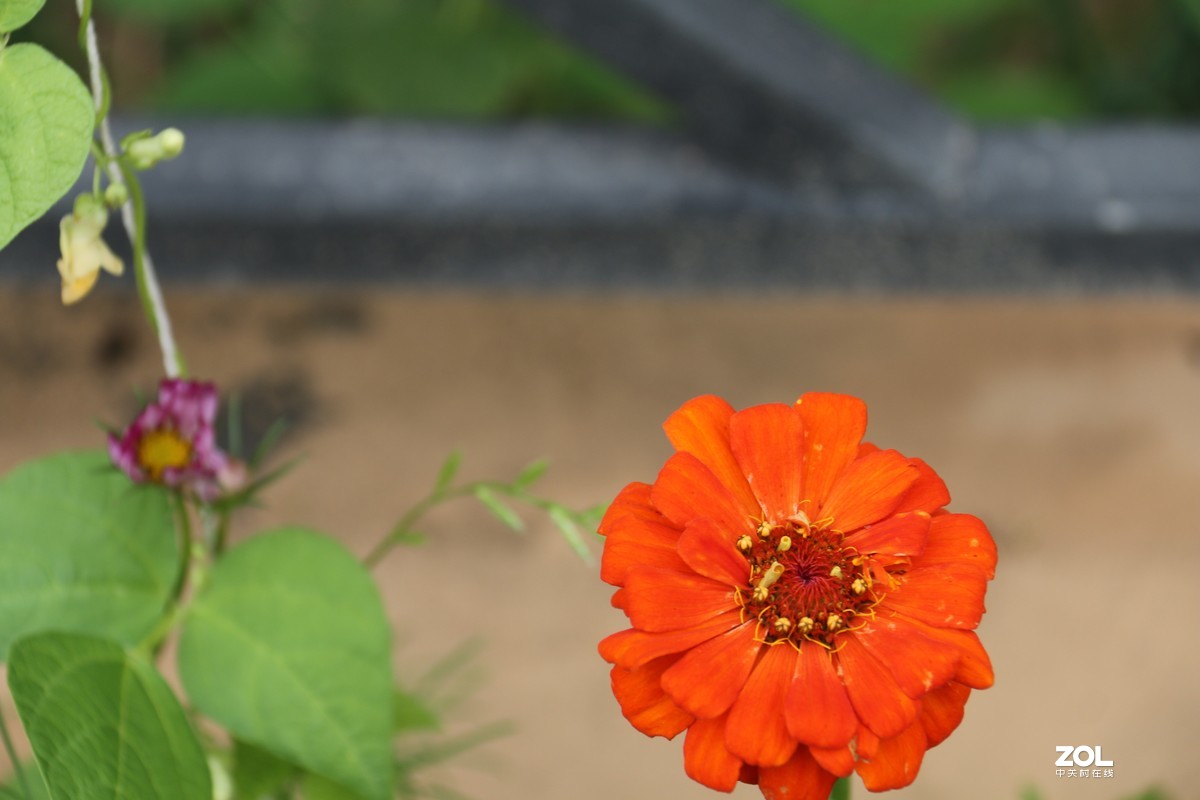 随拍格桑花等